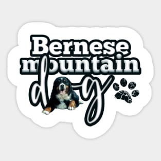 Bernese mountain dog Sticker